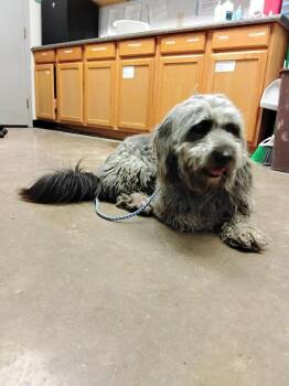 Labrador Retriever and Poodle Dogs Available for Adoption in Lockhart, Texas - Stormy | PetCurious