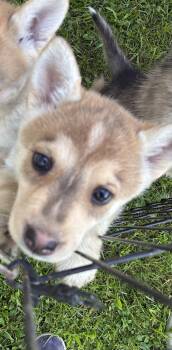 Quigley -  White German Shepherd and Husky Dog for Adoption in Danville, Vermont - Quigley | PetCurious