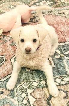 Bichon Frise Dogs Available for Adoption - **MALLORY** | PetCurious