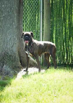 Midnight -  Boxer Dog for Adoption in Middlesex, New Jersey - Midnight | PetCurious