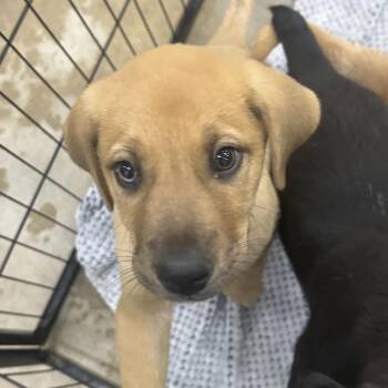 Hound and Labrador Retriever Dogs Available for Adoption in Parrish, Alabama - Stephen | PetCurious