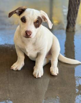 Rescue American Staffordshire Terrier Dogs for Adoption in Lake Forest, California - Nico - Courtesy Post - Adopt Me! | PetCurious