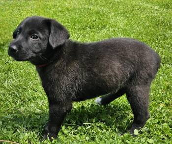 Border Collie Dogs Available for Adoption in Franklin, Tennessee - PUPPY FREJO | PetCurious