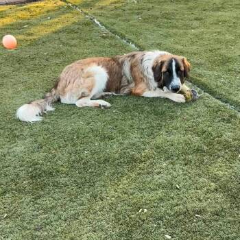 Nantucket -  Saint Bernard Dog for Adoption in Sonoma, California - Nantucket | PetCurious