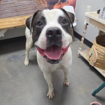 Denver Bronco -  American Bulldog Dog for Adoption in Normal, Illinois - Denver Bronco | PetCurious