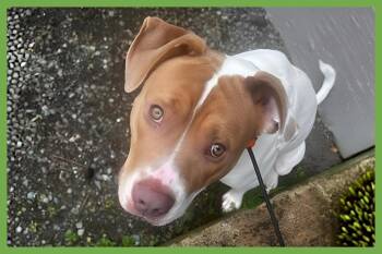 Moose -  Pit Bull Terrier and American Staffordshire Terrier Dog for Adoption in Amherst, Massachusetts - Moose | PetCurious