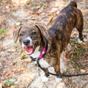 Broccoli -  Dachshund and Plott Hound Dog for Adoption in Hattiesburg, Mississippi - Broccoli | PetCurious