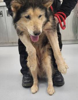 Siberian Husky Dogs Available for Adoption - 170c  Midnight Hw + | PetCurious