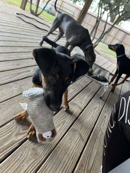 Rescue German Pinscher and Black And Tan Coonhound Dogs for Adoption in Pearland, Texas - Denmark | PetCurious