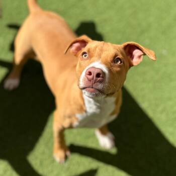 Trixie 5063 -  Mixed Breed Dog Available for Adoption in Loxahatchee Groves, Florida - Trixie 5063 | PetCurious