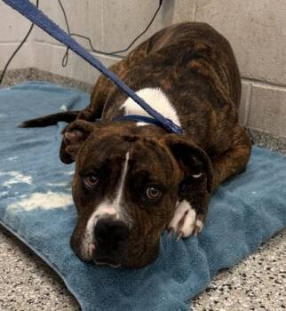 Ponder -  Pit Bull Terrier and Mixed Breed Dog for Adoption in Kansas City, Missouri - Ponder | PetCurious