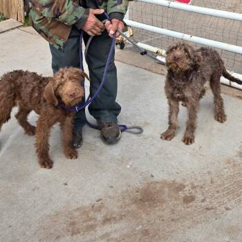 Poodle and Chocolate Labrador Retriever Dogs Available for Adoption - Ethal | PetCurious