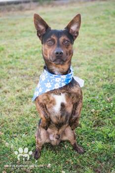 Corgi Dogs Available for Adoption in Claremore, Oklahoma - BUTCH | PetCurious