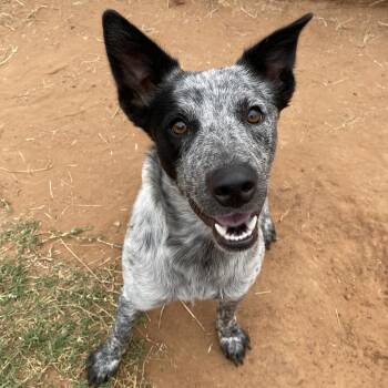Reba -  Australian Cattle Dog Blue Heeler Dog for Adoption in Stillwater, Oklahoma - Reba | PetCurious