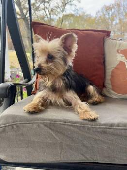 Rescue Yorkshire Terrier Dogs for Adoption in Monroe, North Carolina - Nicholas | PetCurious
