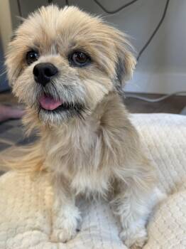 Boots -  Lhasa Apso Dog for Adoption in Elk Grove, California - Boots | PetCurious