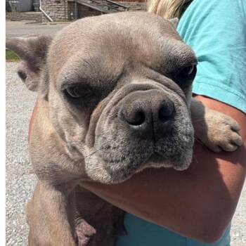 French Bulldog Dogs Available for Adoption in Normal, Illinois - Rose | PetCurious