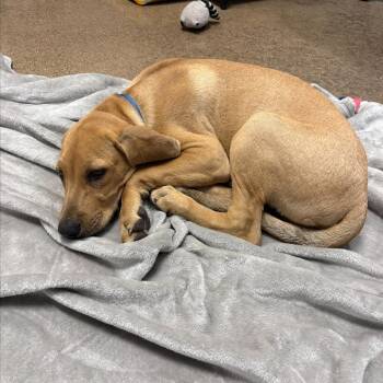 Otter D70606 -  Beagle Dog for Adoption in Minnetonka, Minnesota - Otter D70606 | PetCurious