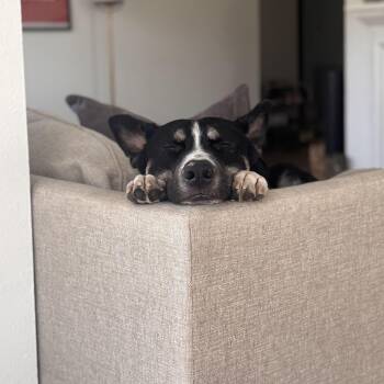 Rescue Siberian Husky and Pit Bull Terrier Dogs for Adoption in Austin, Texas - Goose | PetCurious