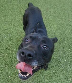 Devon -  Mixed Breed and Pit Bull Terrier Dog for Adoption in Austin, Texas - Devon | PetCurious
