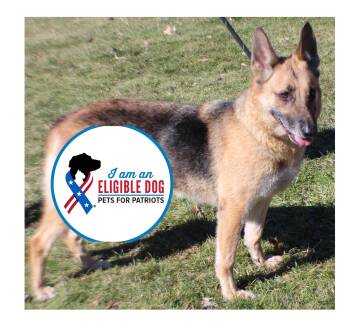 German Shepherd Dog Dogs Available for Adoption - Paris (11494) | PetCurious