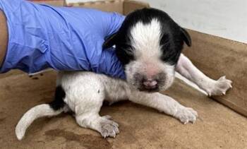 Pit Bull Terrier Dogs Available for Adoption in Houston, Texas - A654948 | PetCurious