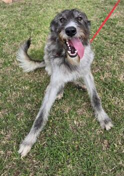 Irish Wolfhound Dogs Available for Adoption in New Berlin, Wisconsin - JASMINE   $425 | PetCurious