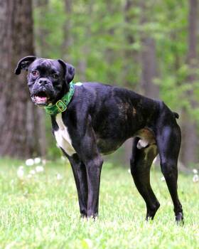 Boxer Dogs Available for Adoption in Westminster, Massachusetts - Daddy Long Legs | PetCurious