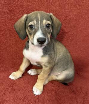 Charlie -  Chihuahua and Dachshund Dog for Adoption in Tulsa, Oklahoma - Charlie | PetCurious