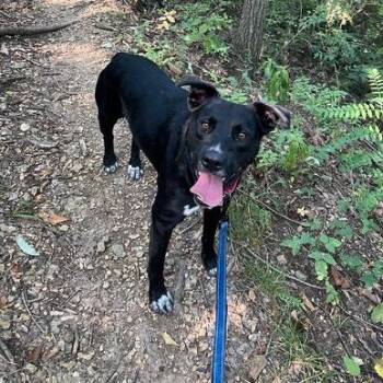 Leonardo -  Black Labrador Retriever Dog for Adoption in Kansas City, Missouri - Leonardo | PetCurious