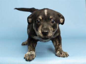NEIL THE SEAL -  Pit Bull Terrier Dog for Adoption in Phoenix, Arizona - NEIL THE SEAL | PetCurious