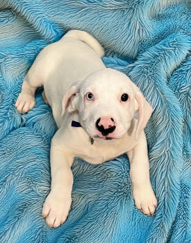 Rescue Dogo Argentino Dogs for Adoption in Cuyahoga Falls, Ohio - Puppy Surprise | PetCurious