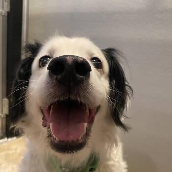 Australian Shepherd and Border Collie Dogs Available for Adoption in Port Angeles, Washington - Carlin | PetCurious