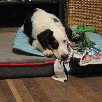 Seraphina -  Australian Shepherd and Mixed Breed Dog for Adoption in Phoenix, Arizona - Seraphina | PetCurious