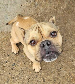 Buster -  American Staffordshire Terrier Dog for Adoption in Warren, Michigan - Buster | PetCurious
