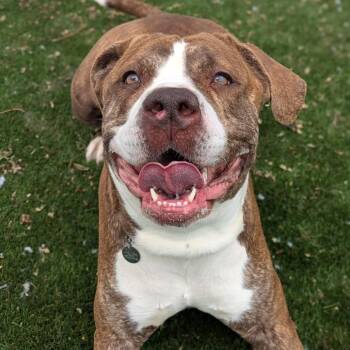 Rescue American Bulldog Dogs for Adoption in Oak Park, Illinois - Marigold | PetCurious
