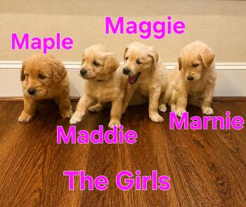 Maple -  Goldendoodle and Labradoodle Dog for Adoption in Dallas, Texas - Maple | PetCurious