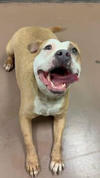 Frosted Donut -  Pit Bull Terrier Dog for Adoption in Chicago, Illinois - Frosted Donut | PetCurious