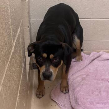 Mixed Breed Dogs Available for Adoption - Kojo | PetCurious