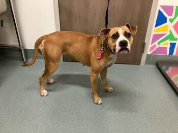 Boxer and Mixed Breed Dogs Available for Adoption - MANDY | PetCurious