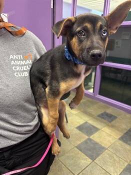 61270609 -  German Shepherd Dog and Mixed Breed Dog for Adoption in El Paso, Texas - 61270609 | PetCurious