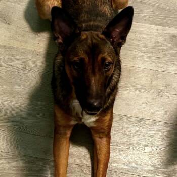 2154 Roxy -  German Shepherd Dog Dog for Adoption in Springfield, Missouri - 2154 Roxy | PetCurious
