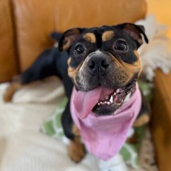 English Bulldog and Pit Bull Terrier Dogs Available for Adoption - Iris Moon | PetCurious