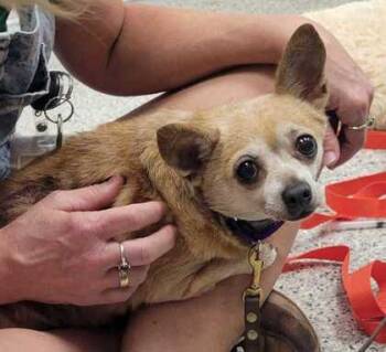 Clara -  Chihuahua and Mixed Breed Dog for Adoption in Kansas City, Missouri - Clara | PetCurious
