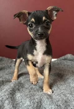 Skittles 1269 -  Chihuahua Dog for Adoption in Boca Raton, Florida - Skittles 1269 | PetCurious