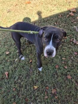 Pen 191 -  Pit Bull Terrier Dog for Adoption in Lawrenceville, Georgia - Pen 191 | PetCurious