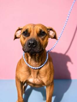 GINGERSNAP -  Mixed Breed Dog for Adoption in Jacksonville, Florida - GINGERSNAP | PetCurious
