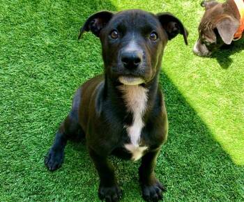 DUCKY -  Labrador Retriever and Pit Bull Terrier Dog for Adoption in Moreno Valley, California - DUCKY | PetCurious