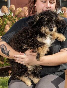 Rescue Bernadoodle Dogs for Adoption in Chester Springs, Pennsylvania - Sephora | PetCurious