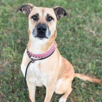 Shepherd Dogs Available for Adoption in Vallejo, California - Matters | PetCurious